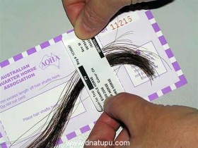 头发可以做DNA亲子鉴定吗