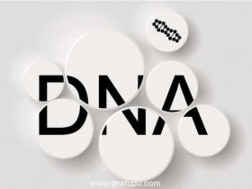 DNA亲子鉴定原理