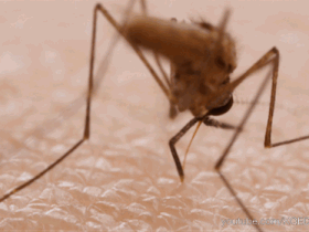 蚊子是怎么吸血的
