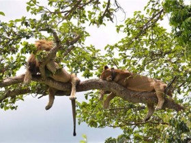 狮子会爬树吗